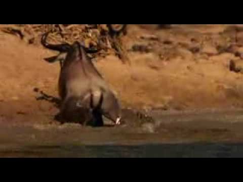 شاهدأخطر تمساح مفترس