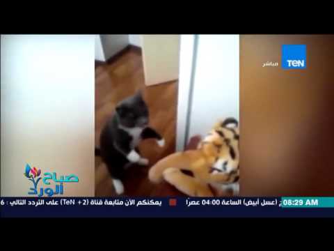 شاهد قط الملقب بكلاي يلقن نمر درسًا قاسيًا