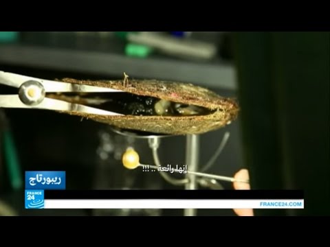 شاهد زيارة إلى مزرعة لإنتاج اللؤلؤ الأصفر في الفلبين