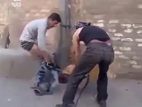 الكلاب أحدث الطرق في شوارع الهند
