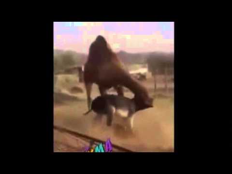 ماذا حدث لحمار تحدى جملًا