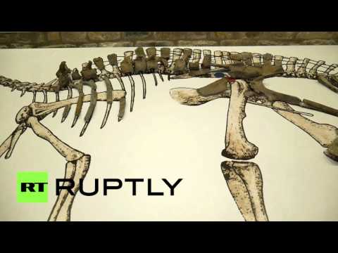 اكتشاف نوع جديد من الديناصورات العشبية