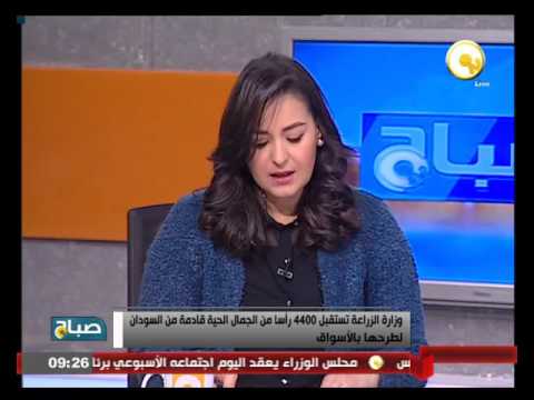 شاهد وزارة الزراعة تستقبل 4400 رأسًا من الجمال الحية قادمة من السودان