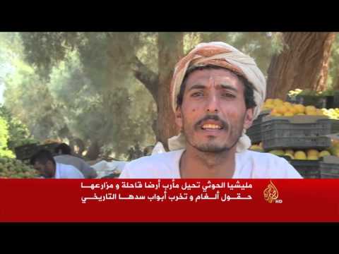 بالفيديو الحوثيون يتلفون المزارع في محافظة مأرب