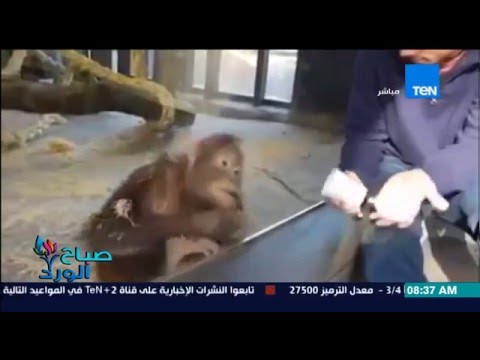 فيديو لقرد ينفجر من الضحك بسبب عمل حركة سحرية له