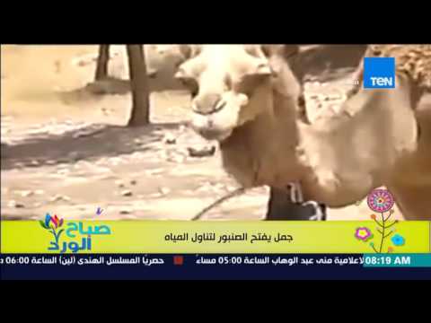 شاهد جمل يتمكن من فتح صنبور المياة ليشرب