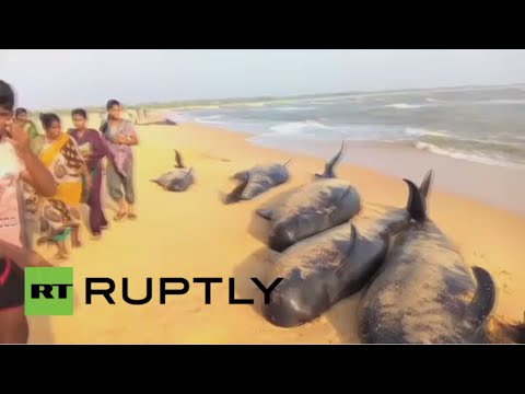 عشرات الحيتان تنفق في الهند