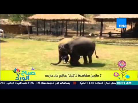 بالفيديو رد فعل رائع لفيل يدافع عن حارسه