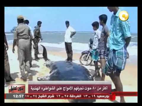 شاهد أكثر من 80 حوتًا تجرفهم الأمواج