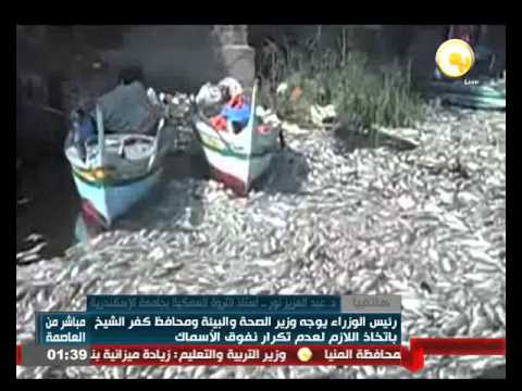حجم الثروة السمكية في مصر يتخطى المليون طن