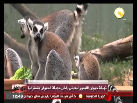 بالفيديو تهيئة حيوان الليمور ليعيش داخل حديقة الحيوان في أستراليا