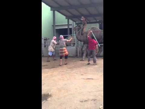 بالفيديو أمانة مكة تغرم عمالة عذبت الإبل داخل مسلخ في الشرائع