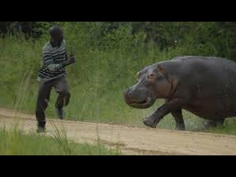 بالفيديو أقوى هجوم من قِبل حيوانات مفترسة على الإنسان