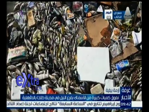 بالفيديو نفوق كميات كبيرة من الأسماك بفرع النيل في مدينة طلخا