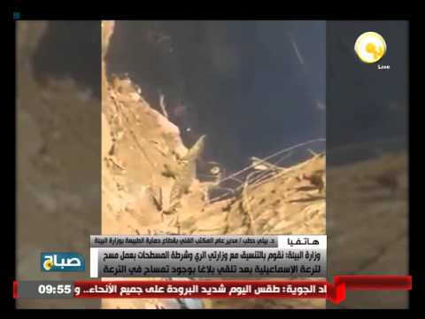 شاهد فريق من وزارة البيئة يطارد تمساحًا بطول 30 سم