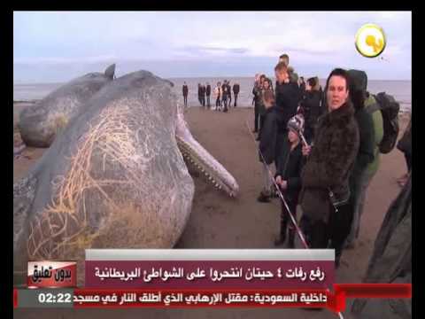رفع رفات 4 حيتان انتحروا على الشواطئ البريطانية