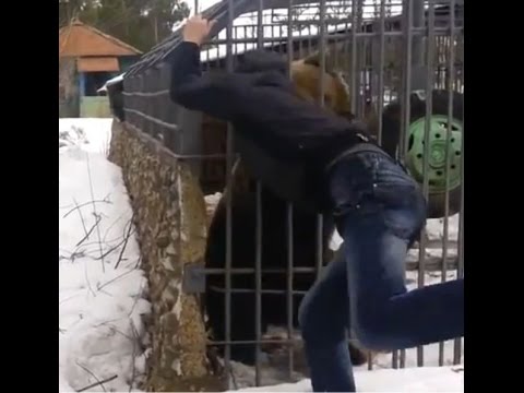 فيديو دب يلتهم ذراع رجل سكران