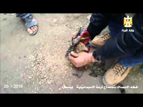 لحظة اصطياد أحد تمساحى ترعة الإسماعيلية فى مسطرد