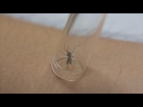 بحوث من أجل حماية الأجنة من فيروس زيكا