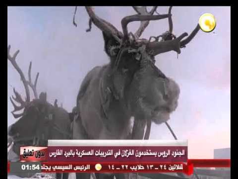 الجنود الروس يستخدمون الغزلان في التدريبات العسكرية