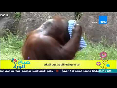 أطرف مواقف القرود حول العالم