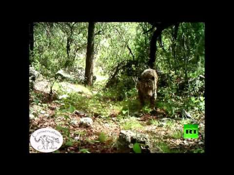 ظهور الفهد الأميركي الوحيد el jefe