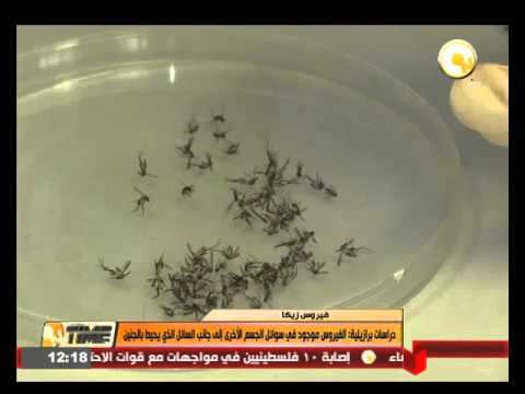 فيروس زيكا يوجد في سوائل الجسم الأخرى