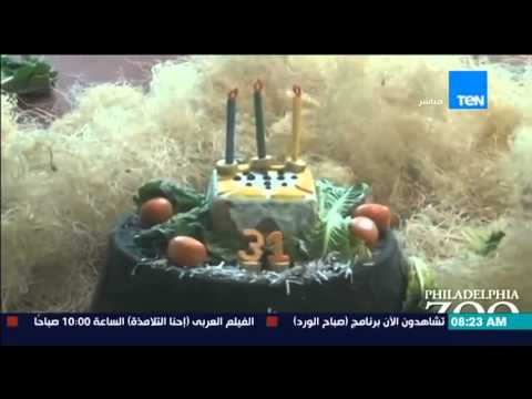 شاهد الاحتفال بعيد ميلاد الغوريلا الـ 31