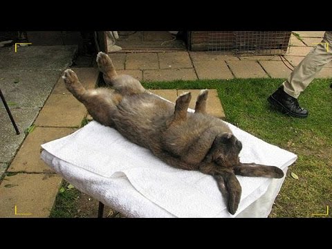 تصرف عجيب للأرنب عندما يوضع على ظهره