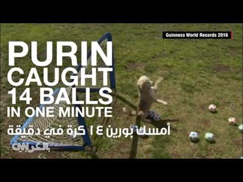 كلب بدرجة حارس مرمى وأسرع سلحفاة في العالم