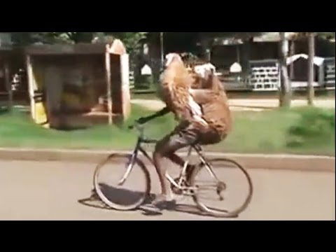 شاب يقود دراجته بمهارة وهو يحمل خروفين