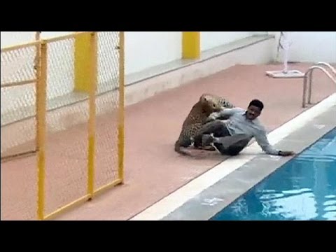 نمر يهاجم عاملًا داخل احدى المدارس في الهند