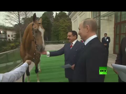 بوتين يهدي ملك البحرين جوادًا أصيلًا