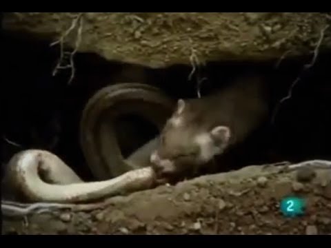 نمس يدافع عن صغاره وحية تحاول أكلهم