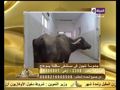 جاموسة تتجول بأحدى مستشفيات سوهاج وكلب داخل مستشفى مغاغة