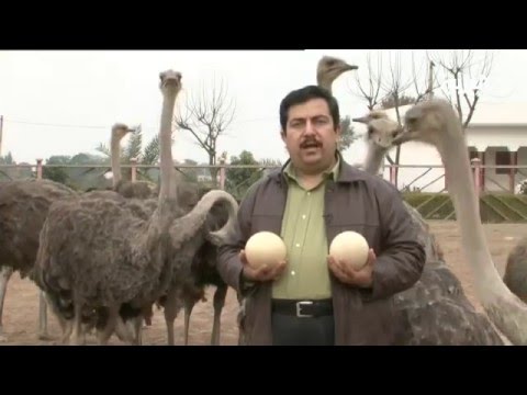مزارع لتربية النعام في باكستان