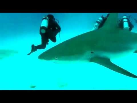 شاهد اقوى واخطر فيديو ستشاهده في حياتك