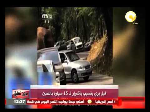 فيل بري يتسبب في أضرار لـ 15 سيارة في الصين