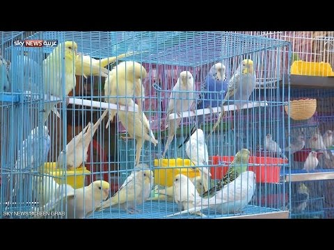إطلاق أول معرض لطيور الزينة في الخرطوم