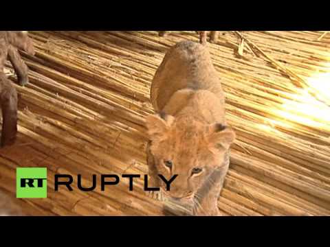 اللبوة الصغيرة ماشـا تعيش مع خراف داخل مزرعة في داغستان