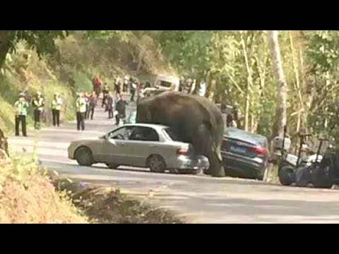 بالفيديو فيل يتجول بين 15 سيارة على الطريق السريع في الصين