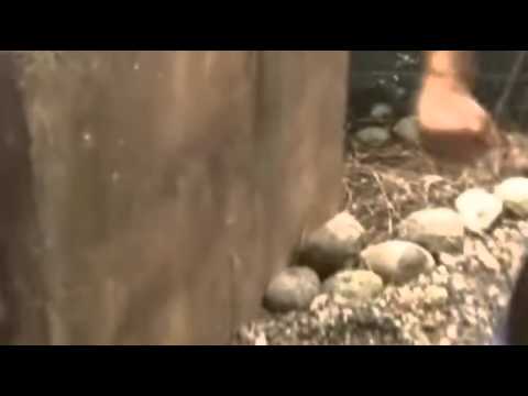 أقوى وأخطر لحظات هجوم الأفاعي والثعابين