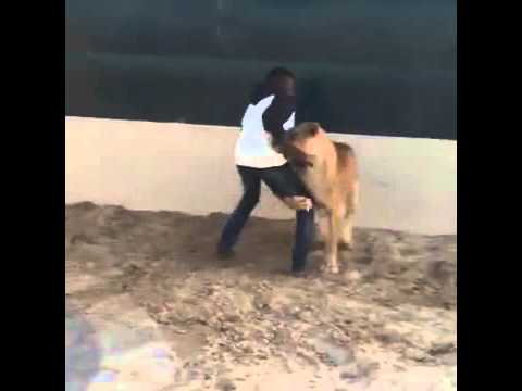 شاهد لقطات مروعة لأسد يلاحق شابًا