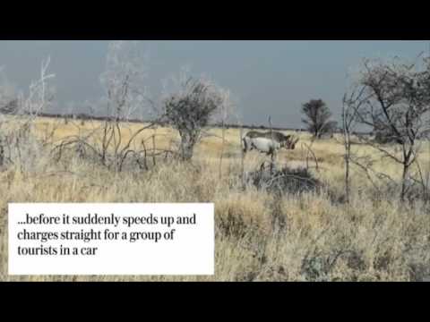 وحيد قرن غاضب يهاجم سيارة سائحين