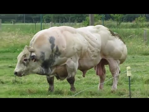 كائنات معدلة وراثيا