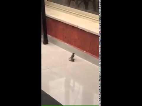 عصفور يجري الإسعافات الأولية لصديقه فاقد الوعي