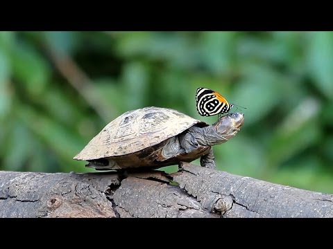 فراشة تشرب دموع سلحفاة