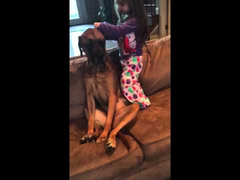 طفلة تقيس الضغط لكلبة ضخمة