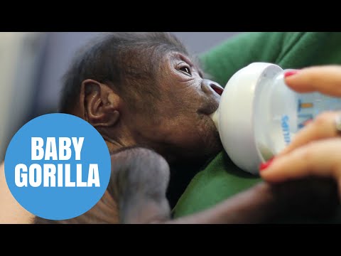 إجراء عملية ولادة قيصرية لغوريلا