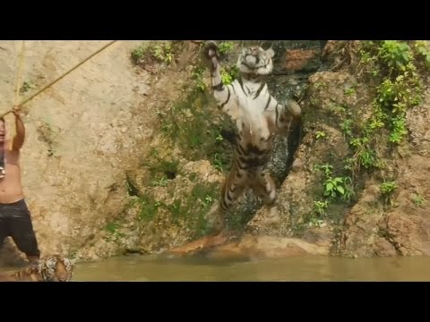 معبد نمور تايلاندي يواجه الإغلاق